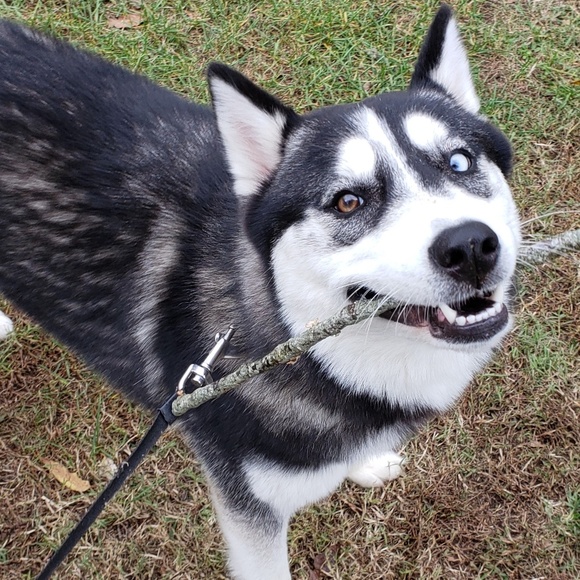 Meet your Posher, Cynthianna - Picture 2 of 2